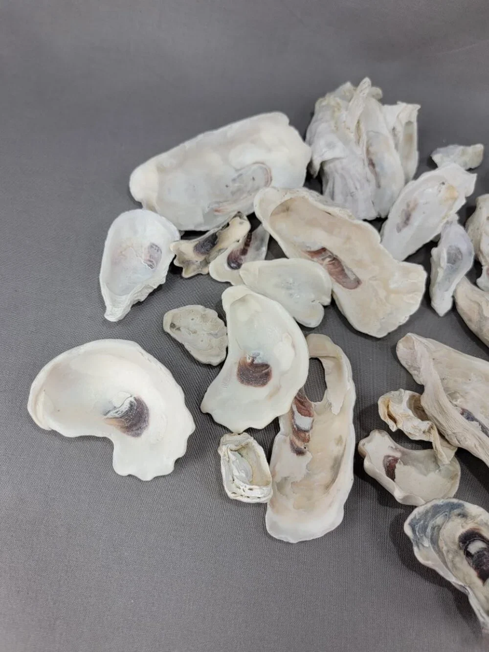 Oyster Shell Seashell Mixed Lot Nautical Beach Ocean Decor Crafts